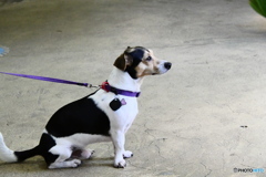 キュランダ駅にいた犬