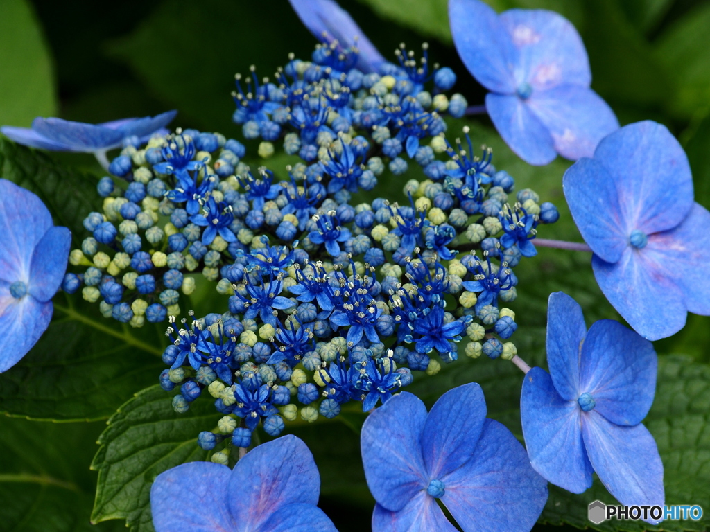 日向・馬ケ背の紫陽花