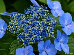 日向・馬ケ背の紫陽花