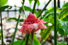 ケアンズ・ボタニック・ガーデンズ