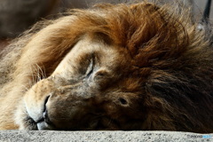 天王寺動物園