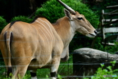 天王寺動物園