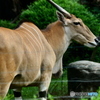 天王寺動物園
