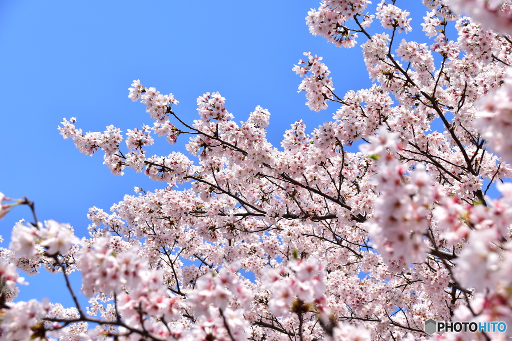 東川の桜