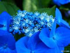 馬ケ背の紫陽花