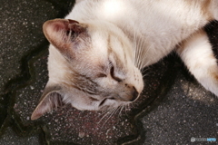マレーシア・ペナン島のネコ