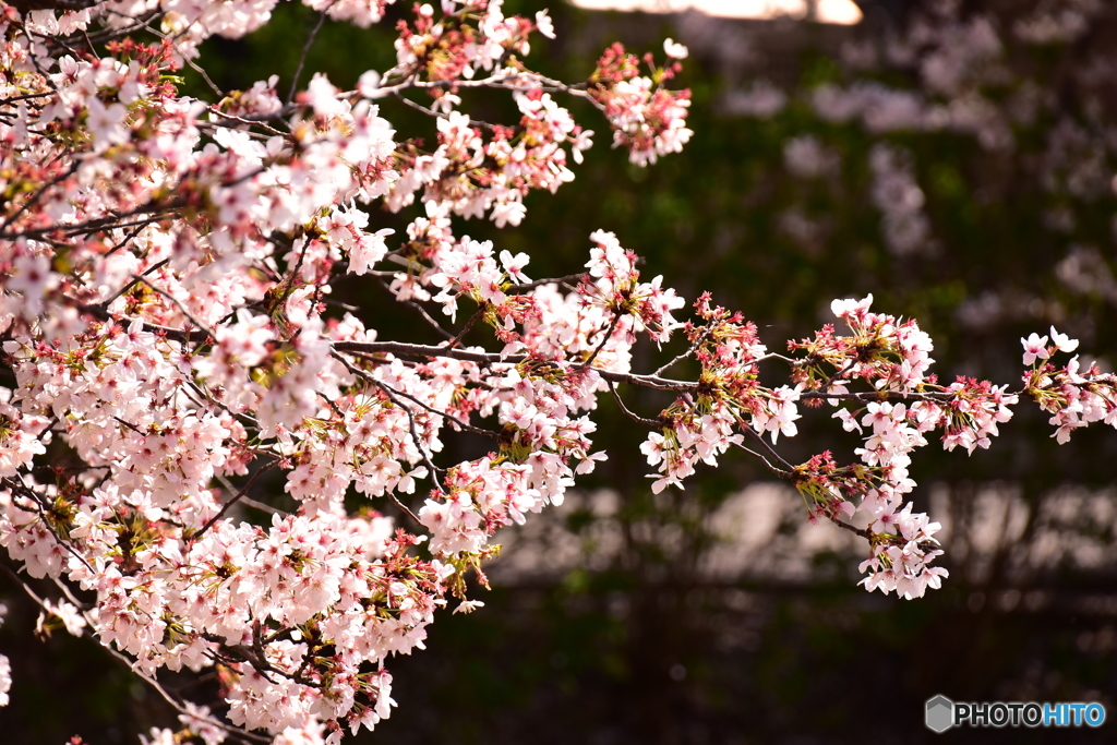 東川の桜