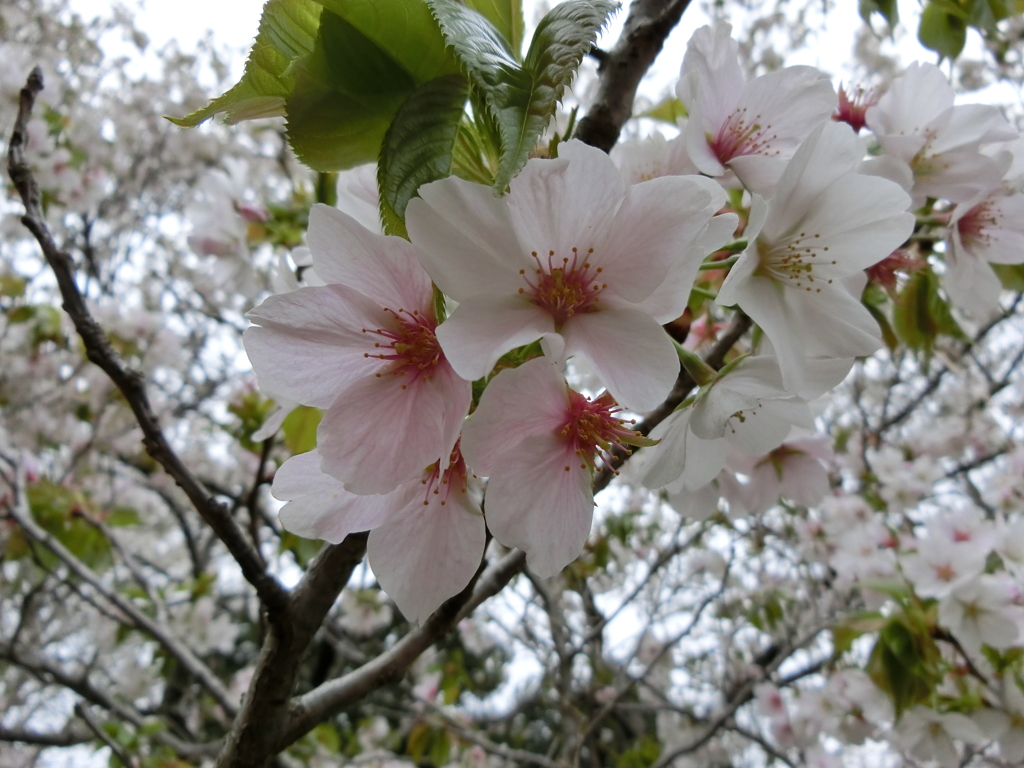 昭和記念公園にて