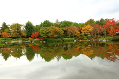 昭和記念公園の紅葉