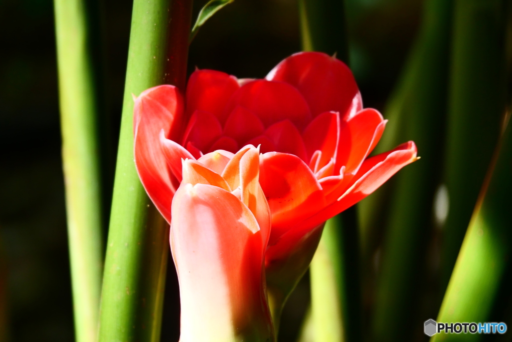 ケアンズ・ボタニック・ガーデンズ