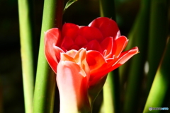 ケアンズ・ボタニック・ガーデンズ