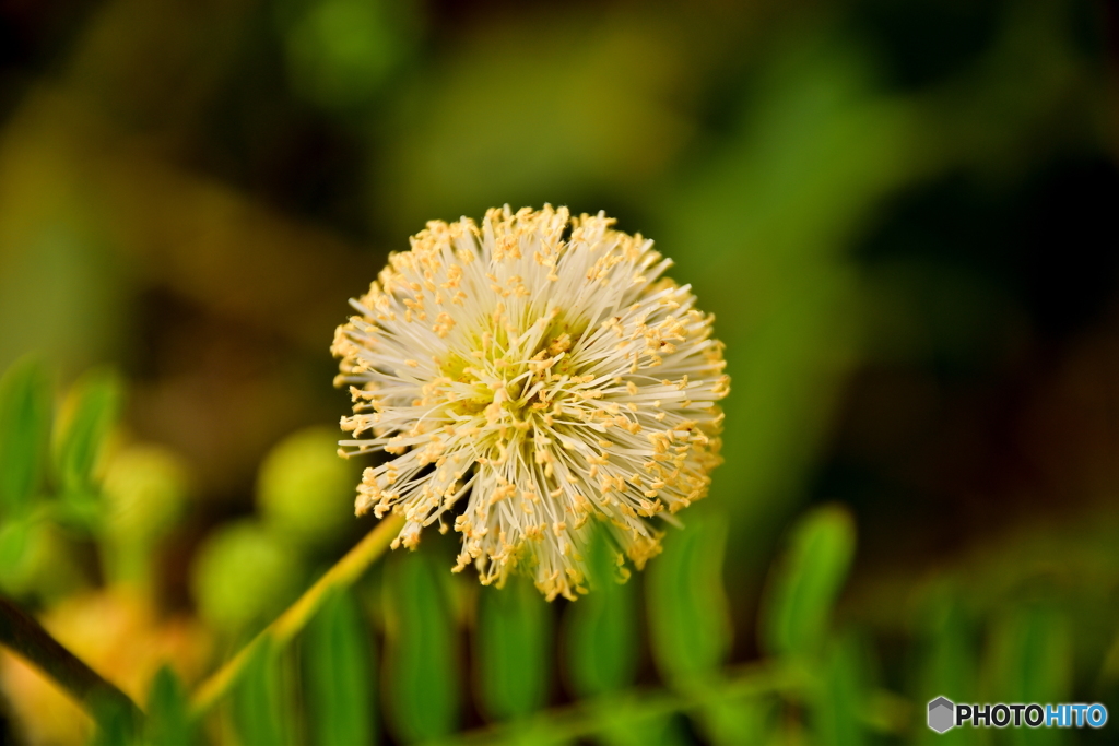 五行山の花