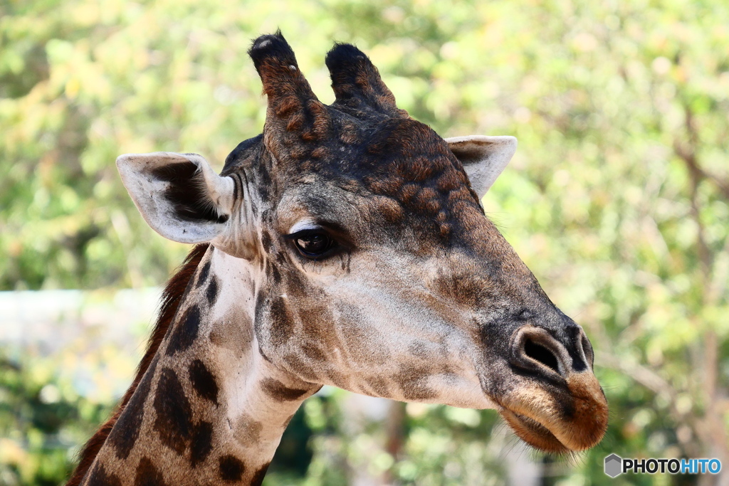 サイゴン動物園