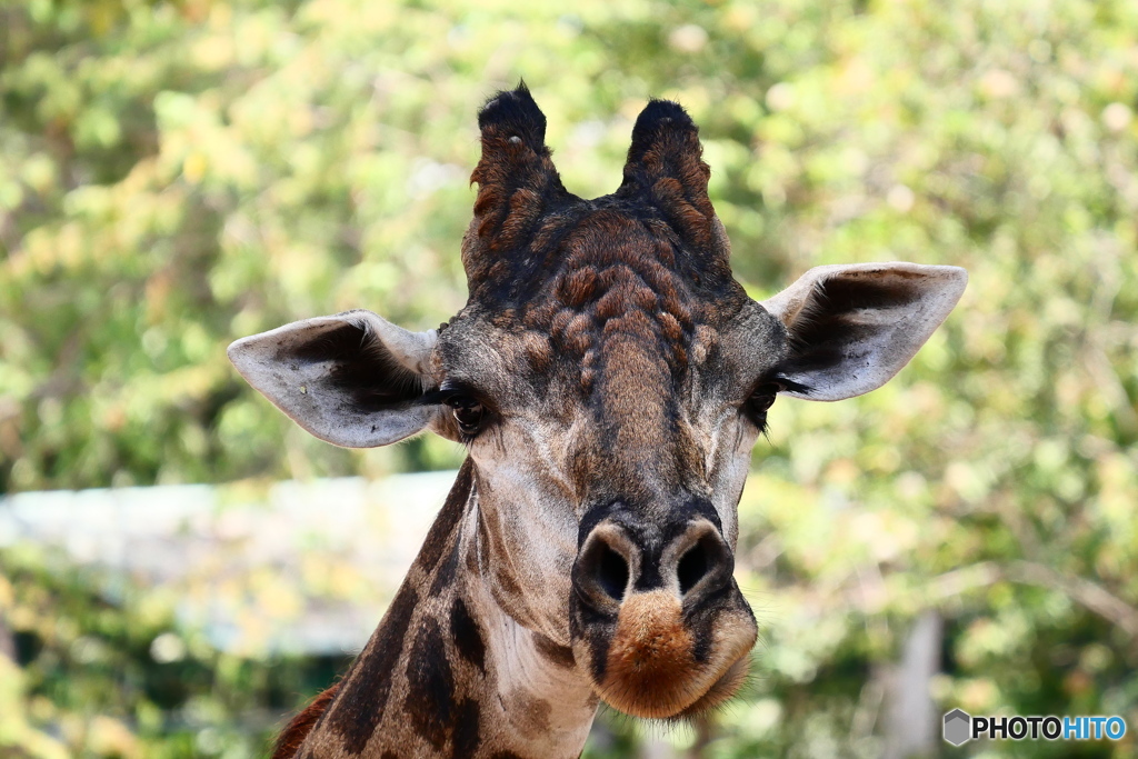 サイゴン動物園