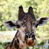 サイゴン動物園