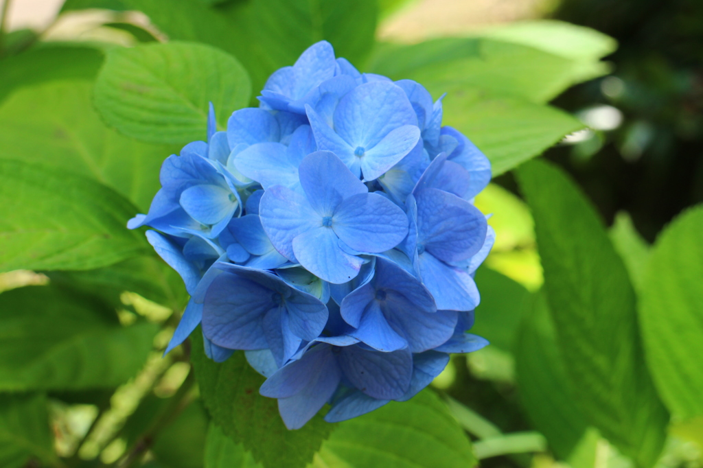 紫陽花(鎌倉にて)