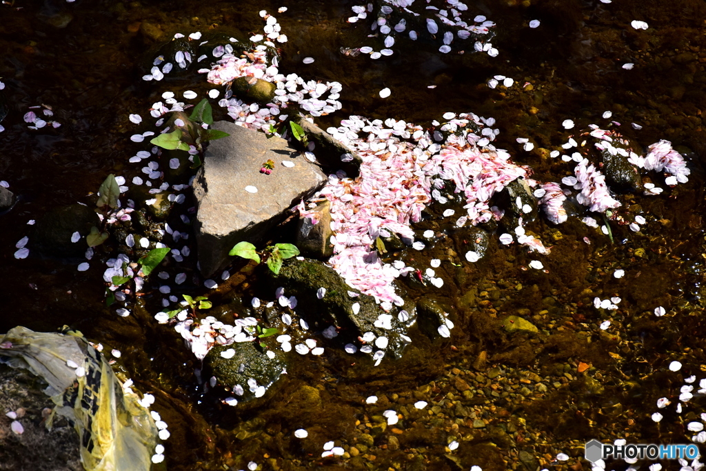 東川の桜