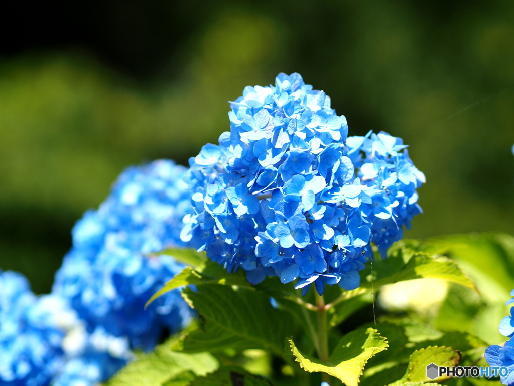 馬ケ背の紫陽花