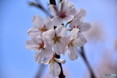 東川の桜