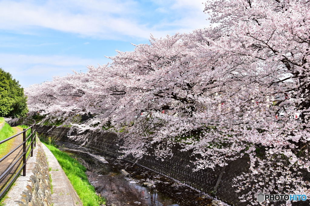 東川の桜