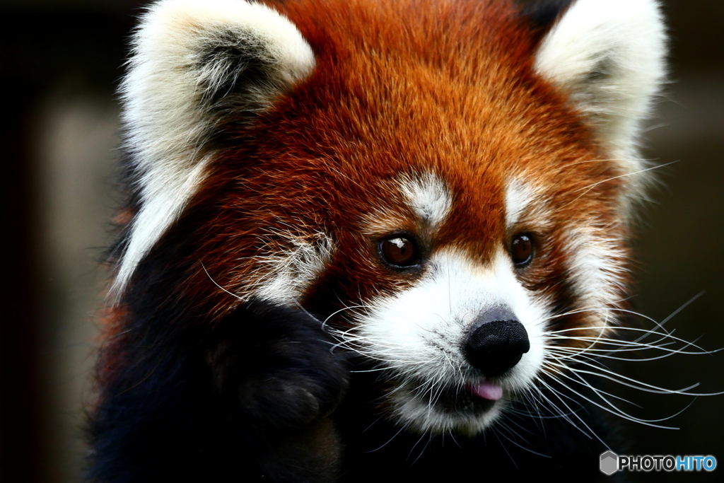 天王寺動物園