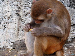 東武動物公園