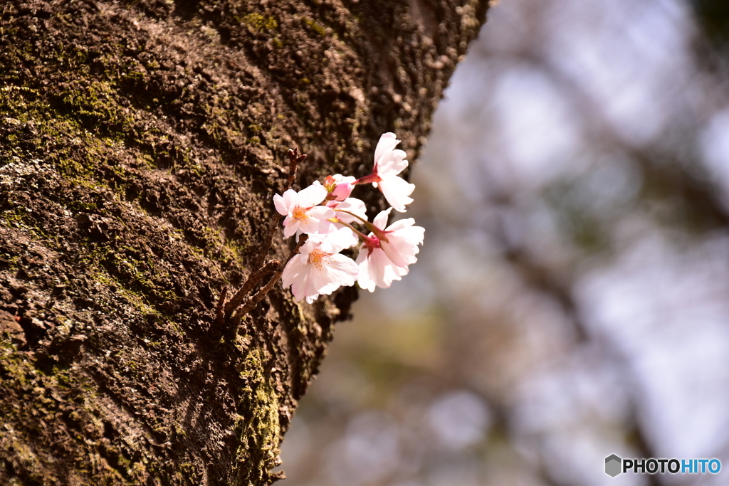 航空公園の桜