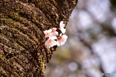 航空公園の桜