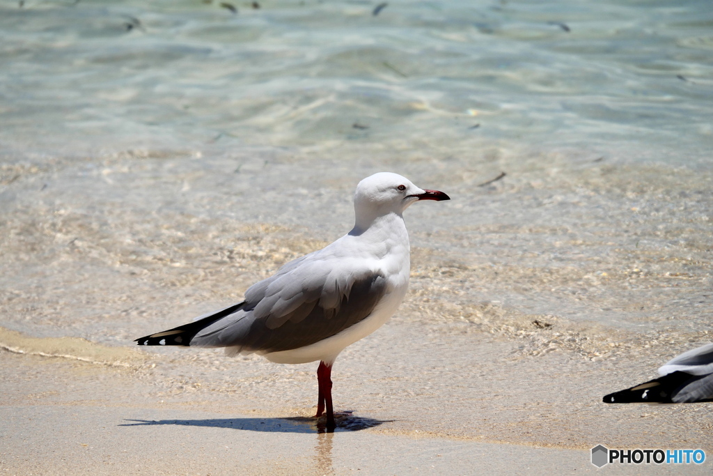 ケアンズの鳥たち