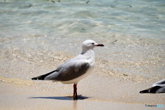 ケアンズの鳥たち