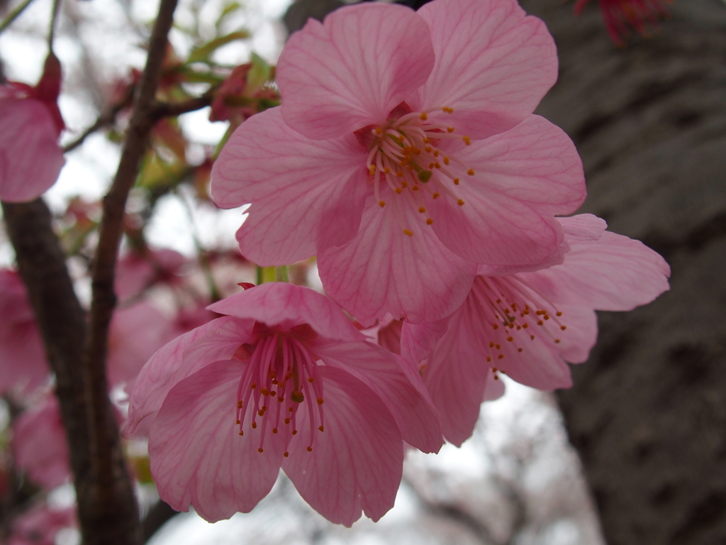 昭和記念公園にて