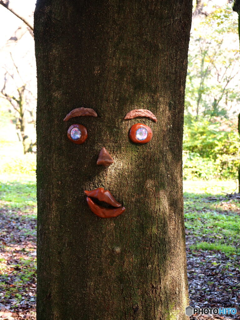 木の顔(昭和記念公園)