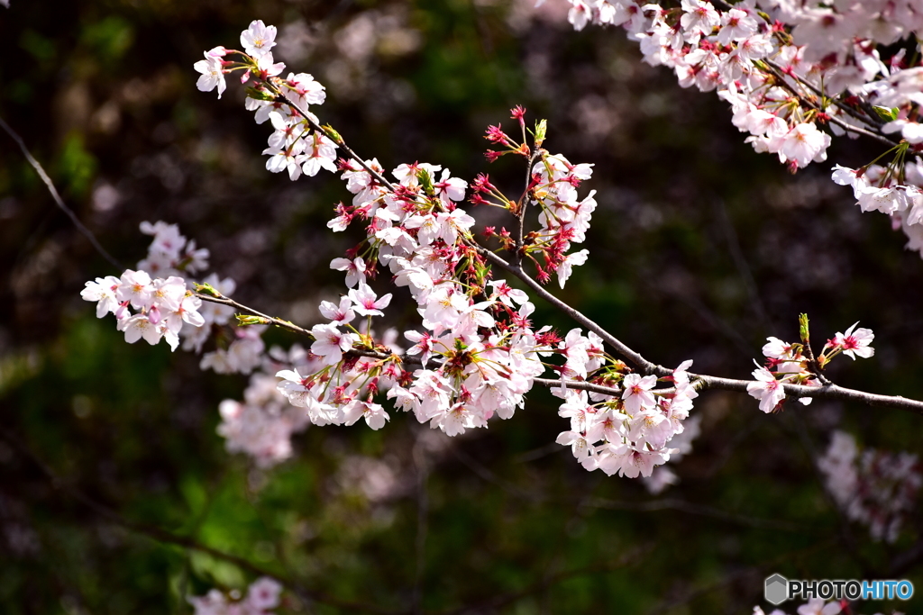 東川の桜