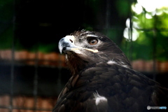 天王寺動物園