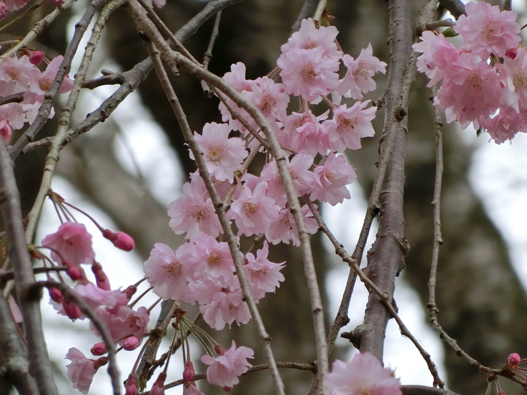 昭和記念公園にて