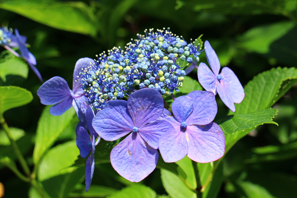 紫陽花(鎌倉にて)