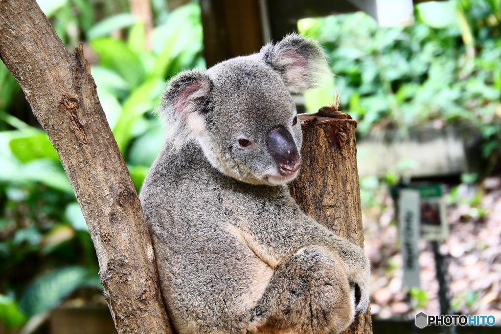  キュランダコアラガーデンズ