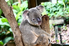  キュランダコアラガーデンズ