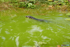 ランカウイ島のオオトカゲ