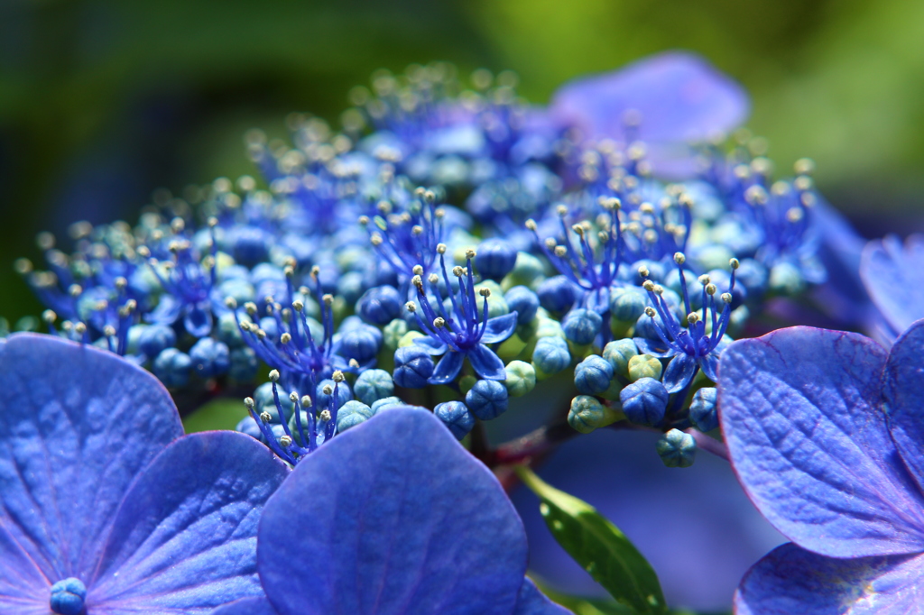 紫陽花(鎌倉にて)