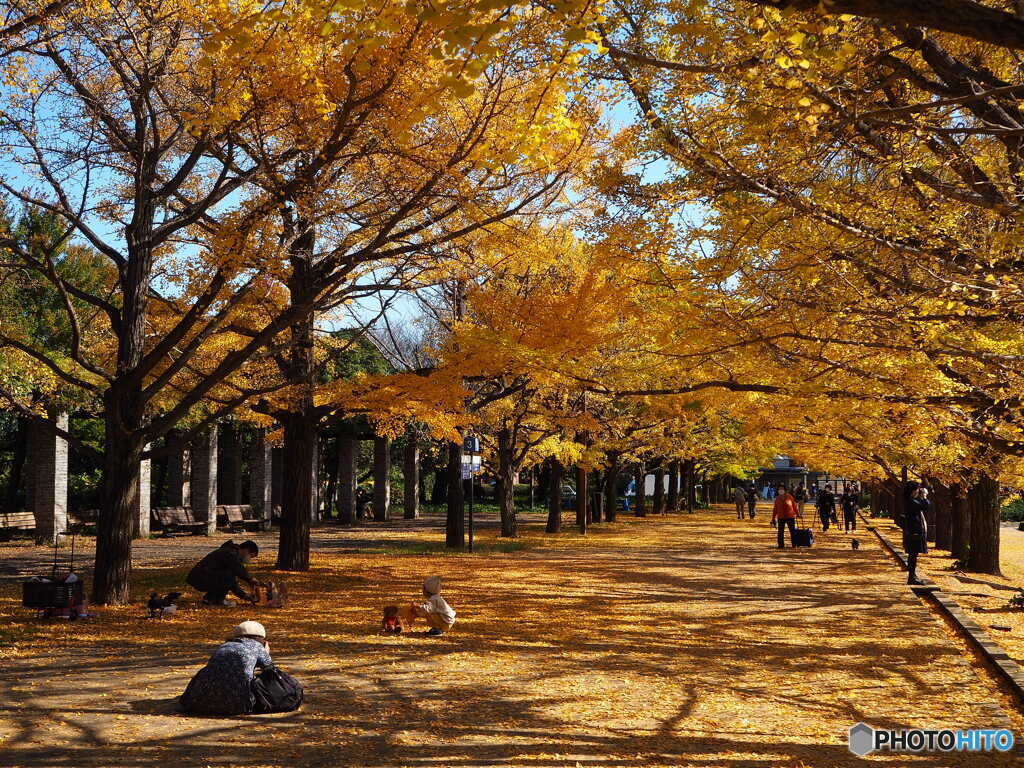 カナールイチョウ並木(昭和記念公園)