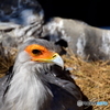 東武動物園