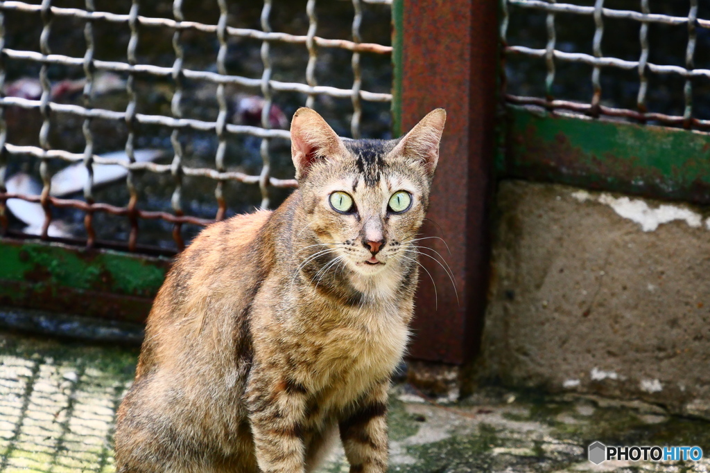 サイゴン動物園のネコ