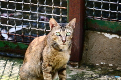 サイゴン動物園のネコ