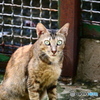 サイゴン動物園のネコ