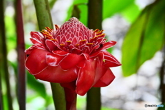 ケアンズ・ボタニック・ガーデンズ