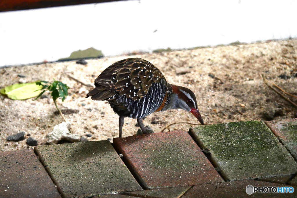 ケアンズの鳥たち