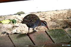 ケアンズの鳥たち