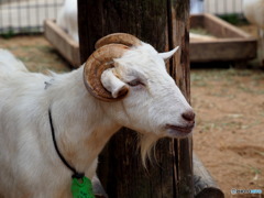 東武動物公園