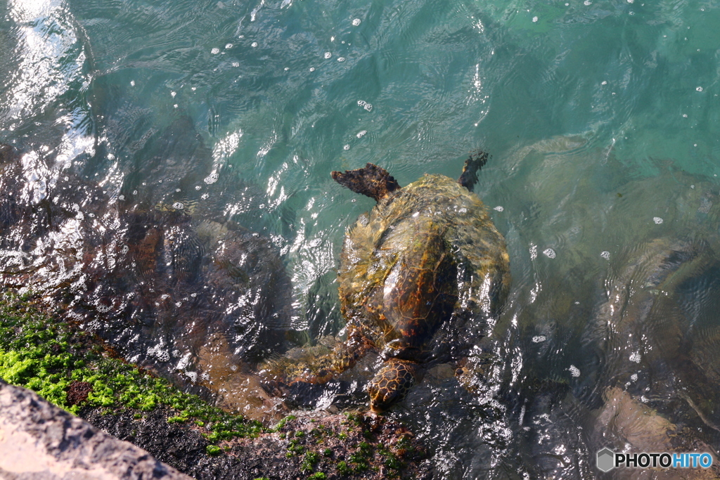 kailua-kona